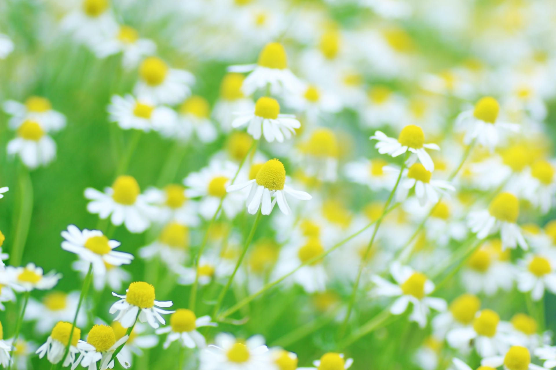 ラブリー花 言葉 カモミール すべての美しい花の画像