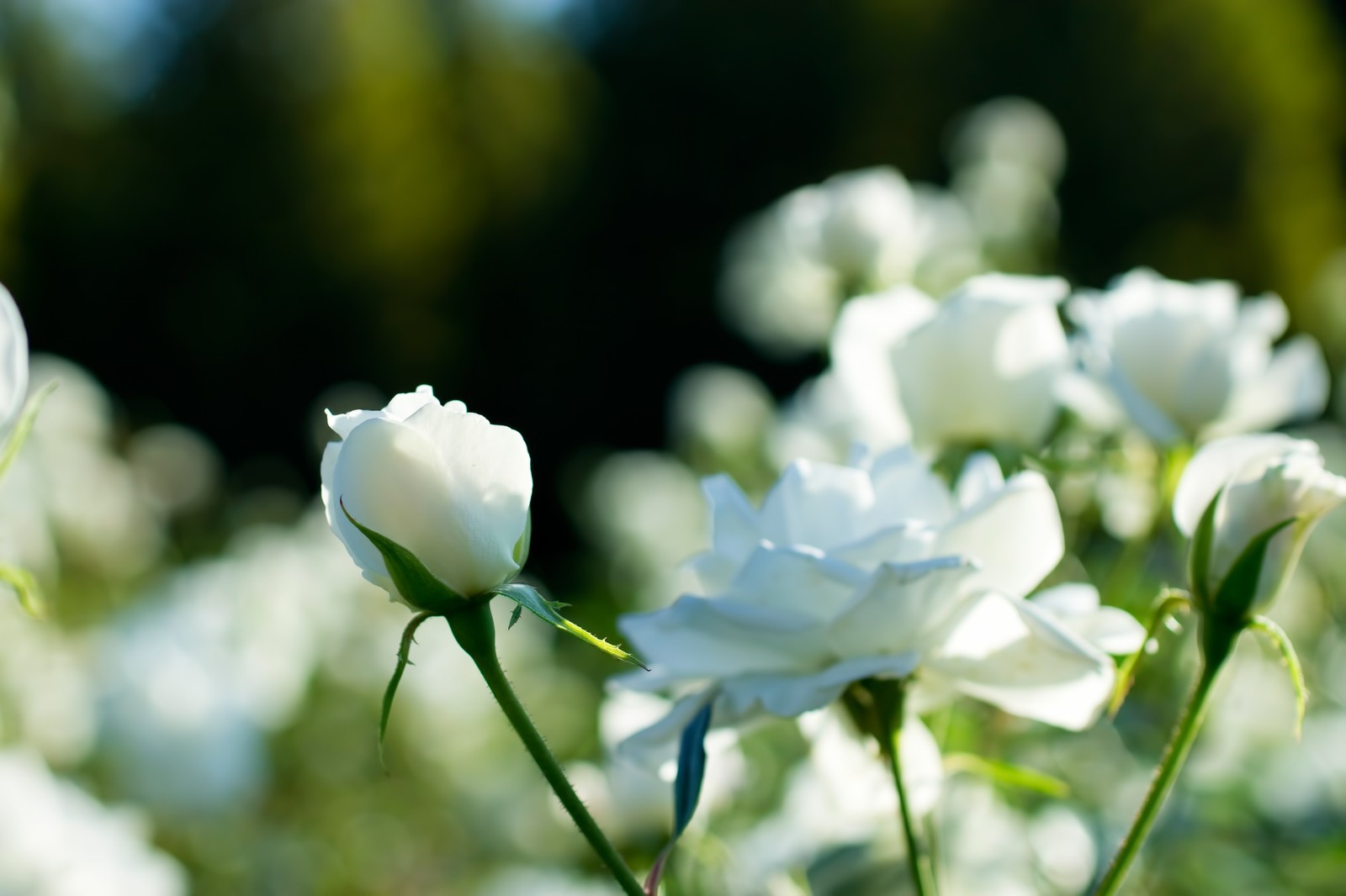 白いバラ３