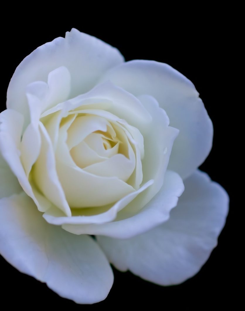 白いバラ２