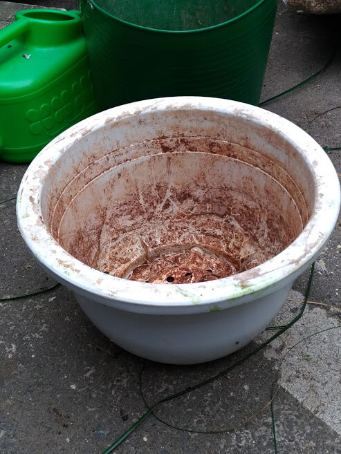 トックリランの植え替え　鉢