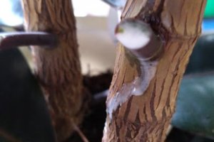 ゴムの木　樹液