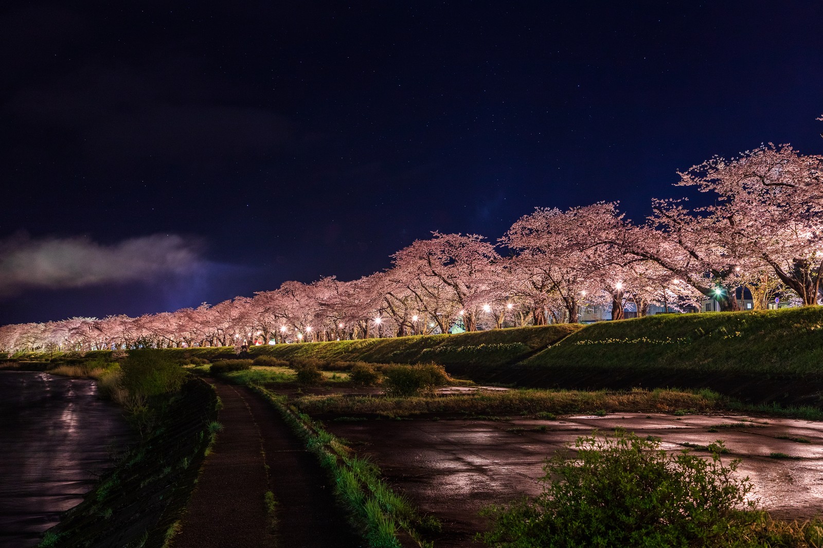 日本の国花 桜の木の下でプロポーズ 花かんざし Flowershop Paperdaisy