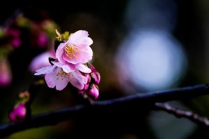 日本の国花 桜の木の下でプロポーズ 花かんざしflowershop