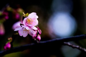 桜の花アップ