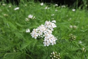 食虫植物の代名詞ハエトリソウは ちゃんとハエを捕る仕事してました 花かんざしflowershop