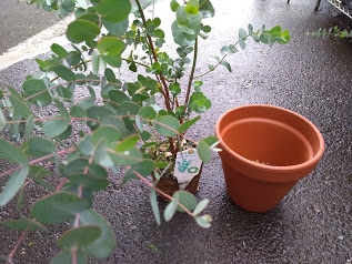 ユーカリの鉢植えは すぐに水切れしてします 大きな鉢に植え替えてみよう 花かんざし Flowershop Paperdaisy