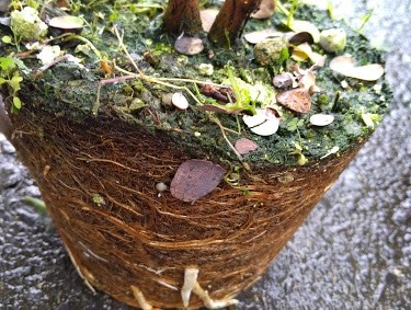 ユーカリの鉢植えは すぐに水切れしてします 大きな鉢に植え替えてみよう 花かんざし Flowershop Paperdaisy