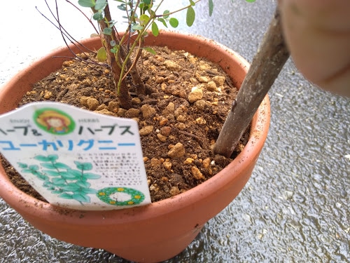 ユーカリの鉢植えは すぐに水切れしてします 大きな鉢に植え替えてみよう 花かんざしflowershop