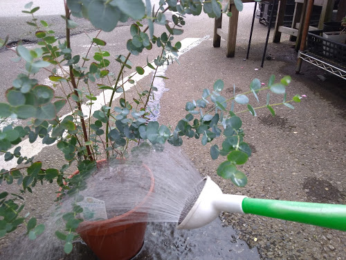 ユーカリの鉢植えは すぐに水切れしてします 大きな鉢に植え替えてみよう 花かんざし Flowershop Paperdaisy