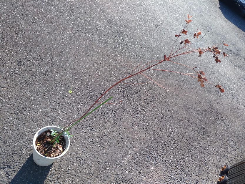 鉢植えユーカリの樹が急に枯れた なんと理由は地中にいるヤツだった 花かんざしflowershop