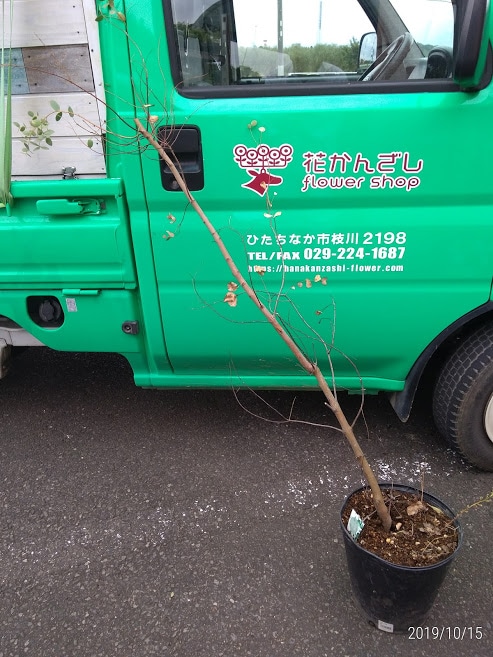 鉢植えユーカリの樹が急に枯れた 理由は地中にいるヤツだった 花かんざしflowershop