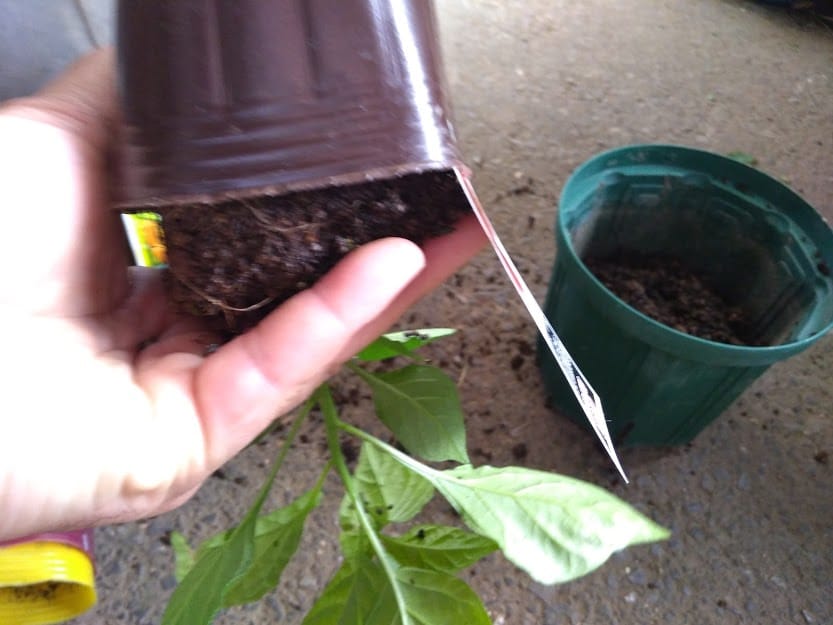 激辛とうがらしを育ててみた キャロライナ リーパーなど 花かんざしflowershop