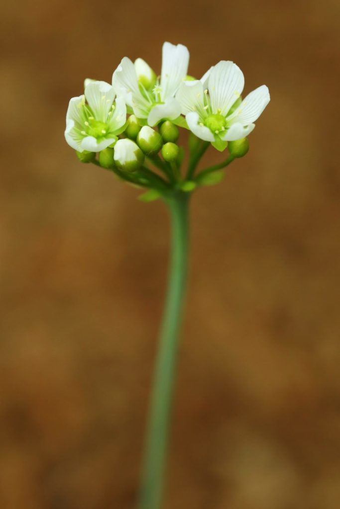 ハエトリグサ 花