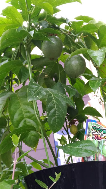 新常識 グリーンカーテンにはトケイソウ パッションフルーツを食べよう 花かんざし Flowershop Paperdaisy