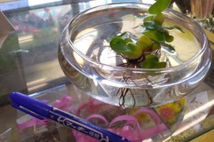 ユーカリの鉢植えは すぐに水切れしてします 大きな鉢に植え替えてみよう 花かんざし Flowershop Paperdaisy