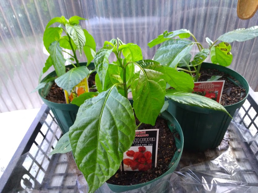 激辛とうがらしを育ててみた キャロライナ リーパーなど 花かんざしflowershop