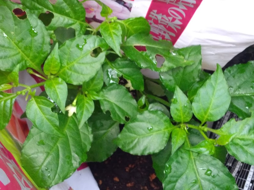 激辛とうがらしを育ててみた キャロライナ リーパーなど 花かんざしflowershop