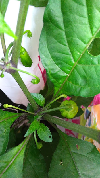 激辛とうがらしを育ててみた キャロライナ リーパーなど 花かんざしflowershop