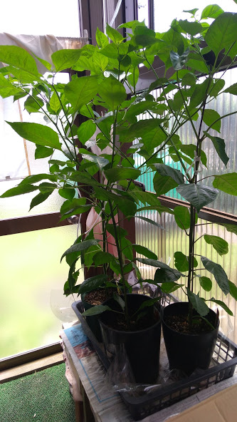 激辛とうがらしを育ててみた キャロライナ リーパーなど 花かんざしflowershop