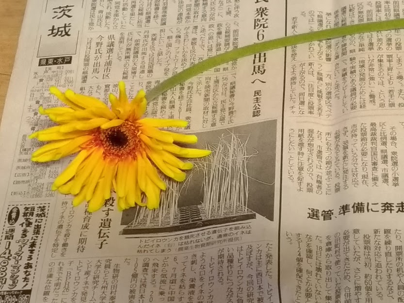 ガーベラの花もちのコツと復活方法 花かんざしflowershop