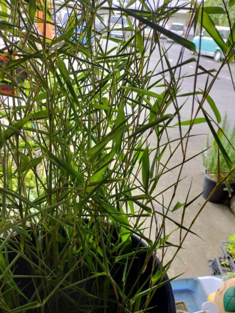 ぶっちゃけると水揚げしないささの葉の水揚げ方法 花かんざし Flowershop Paperdaisy