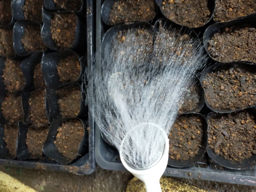 簡単 猫草の種をまいてみた 育て方の注意点は何かな 花かんざし Flowershop Paperdaisy