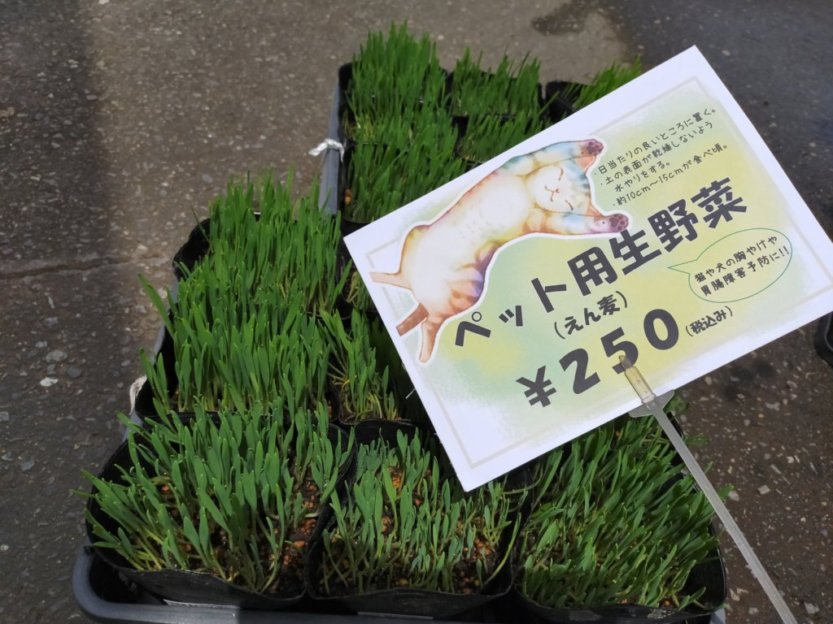 即日発送 犬猫の草の種 エン麦 愛犬 猫草の種 キャットグラス 消費期限2025年７月