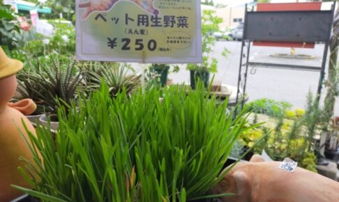 簡単 猫草の種をまいてみた 育て方の注意点は何かな 花かんざしflowershop